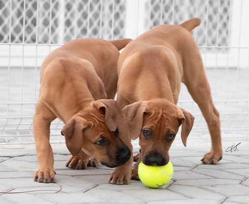 Boerboel