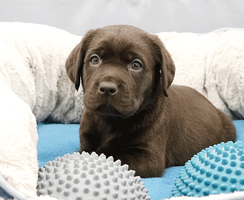 Chocolate Labrador