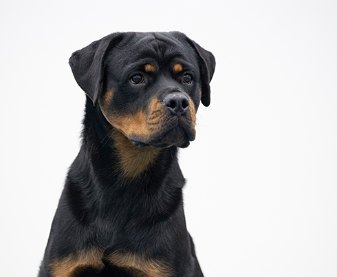 Rottweiler